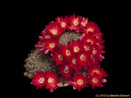Sulcorebutia steinbachii v. markusii WR195 2034